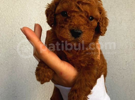 Tatlı Mı Tatlı Toy Poodle Yavrularım görsel