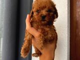 Tatlı Mı Tatlı Toy Poodle Yavrularım