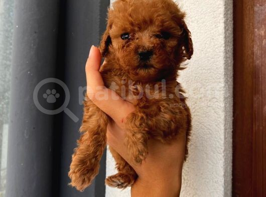 Tatlı Mı Tatlı Toy Poodle Yavrularım görsel
