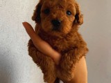 Tatlı Mı Tatlı Toy Poodle Yavrularım