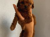 Tatlı Mı Tatlı Toy Poodle Yavrularım