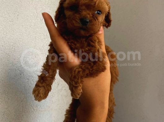 Tatlı Mı Tatlı Toy Poodle Yavrularım görsel