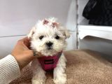 Maltese Yavrular