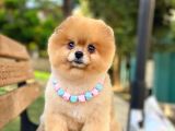 Pomeranian Boo Teddy Bear