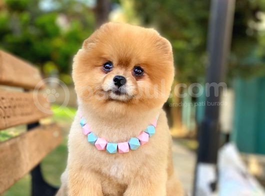 Pomeranian Boo Teddy Bear görsel