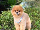 Pomeranian Boo Teddy Bear