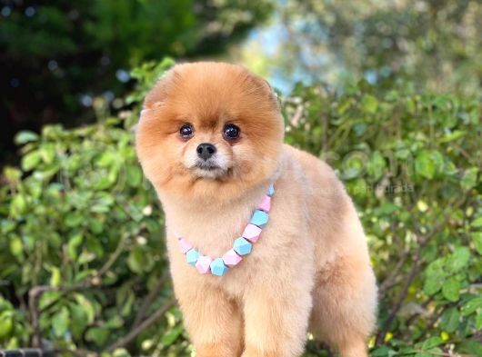 Pomeranian Boo Teddy Bear