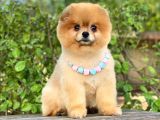 Pomeranian Boo Teddy Bear