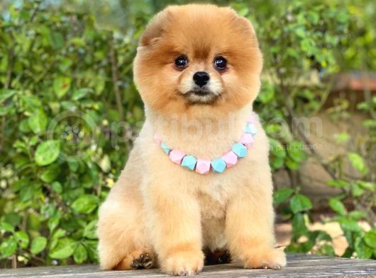 Pomeranian Boo Teddy Bear görsel