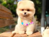Pomeranian Boo