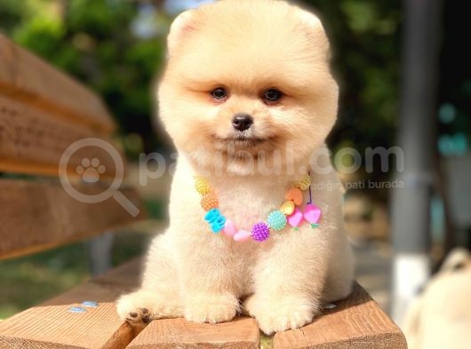 Pomeranian Boo