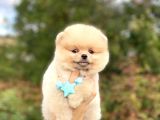 Pomeranian Boo