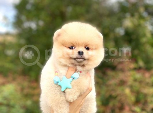 Pomeranian Boo görsel