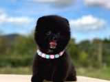 Pomeranian Boo