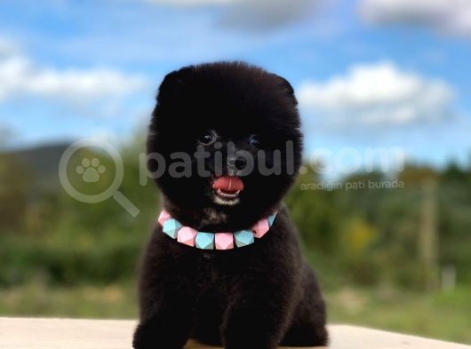 Pomeranian Boo görsel