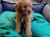 Üç Adet Dişi Maltipoo Yavrumuz Sizlerle
