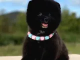 Siyahi Renk Tonuna Sahip Erkek Pomeranian Boo Yavrumuz