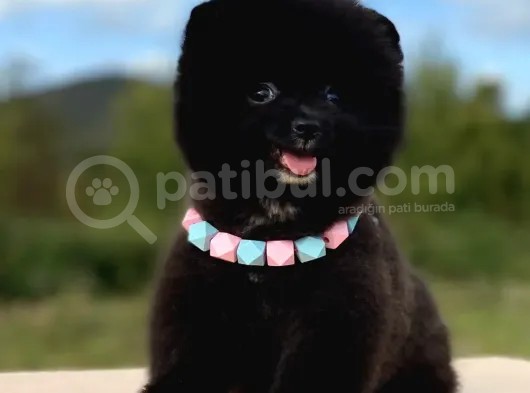 Siyahi Renk Tonuna Sahip Erkek Pomeranian Boo Yavrumuz görsel