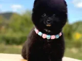 Siyahi Renk Tonuna Sahip Erkek Pomeranian Boo Yavrumuz