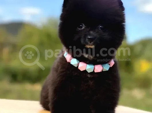 Siyahi Renk Tonuna Sahip Erkek Pomeranian Boo Yavrumuz