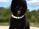 Siyahi Renk Tonuna Sahip Erkek Pomeranian Boo Yavrumuz