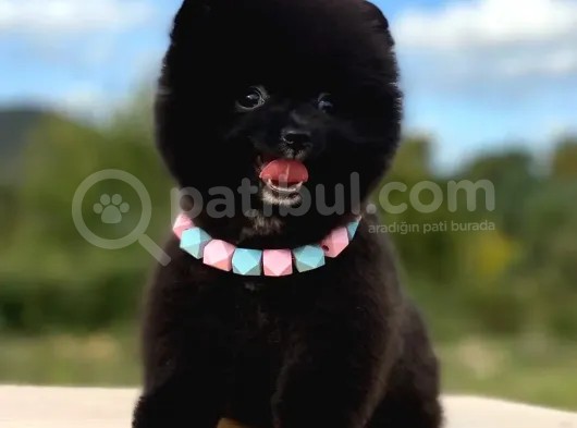 Siyahi Renk Tonuna Sahip Erkek Pomeranian Boo Yavrumuz görsel