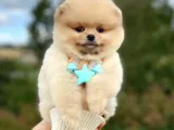 Açık Kahve Tonlu Erkek Pomeranian Boo Yavrumuz