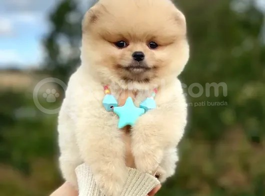 Açık Kahve Tonlu Erkek Pomeranian Boo Yavrumuz görsel