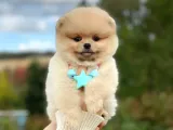 Açık Kahve Tonlu Erkek Pomeranian Boo Yavrumuz