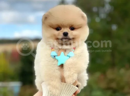 Açık Kahve Tonlu Erkek Pomeranian Boo Yavrumuz görsel