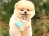 Açık Kahve Tonlu Erkek Pomeranian Boo Yavrumuz