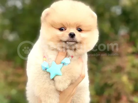 Açık Kahve Tonlu Erkek Pomeranian Boo Yavrumuz görsel