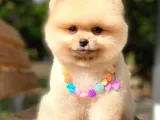 Açık Kahve Tonlu Erkek Pomeranian Boo Yavrumuz