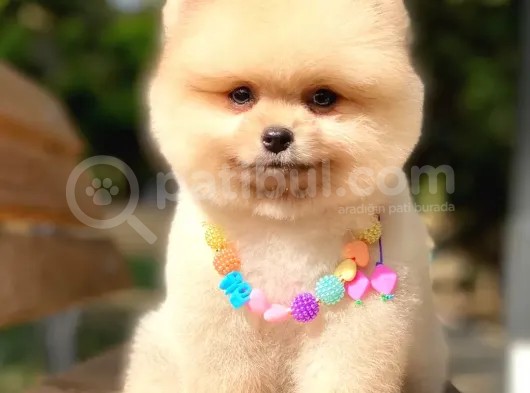 Açık Kahve Tonlu Erkek Pomeranian Boo Yavrumuz görsel
