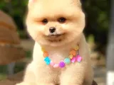 Açık Kahve Tonlu Erkek Pomeranian Boo Yavrumuz