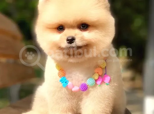 Açık Kahve Tonlu Erkek Pomeranian Boo Yavrumuz görsel