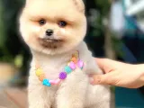 Açık Kahve Tonlu Erkek Pomeranian Boo Yavrumuz