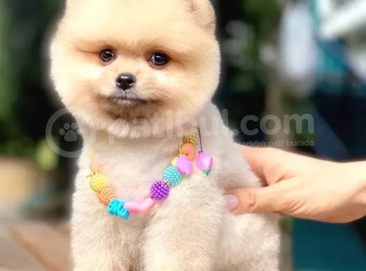 Açık Kahve Tonlu Erkek Pomeranian Boo Yavrumuz
