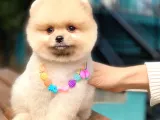 Açık Kahve Tonlu Erkek Pomeranian Boo Yavrumuz