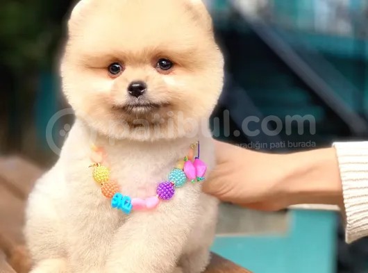 Açık Kahve Tonlu Erkek Pomeranian Boo Yavrumuz görsel