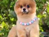 2 Yaşında, Full Aşılı Ve Eğitimli Pomeranian Boo Yavrumuz