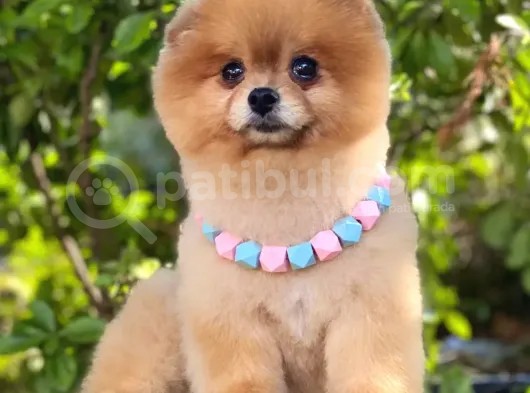 2 Yaşında, Full Aşılı Ve Eğitimli Pomeranian Boo Yavrumuz görsel