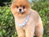 2 Yaşında, Full Aşılı Ve Eğitimli Pomeranian Boo Yavrumuz