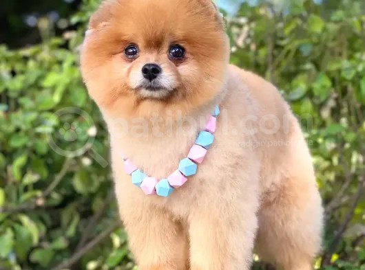 2 Yaşında, Full Aşılı Ve Eğitimli Pomeranian Boo Yavrumuz görsel