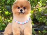 2 Yaşında, Full Aşılı Ve Eğitimli Pomeranian Boo Yavrumuz