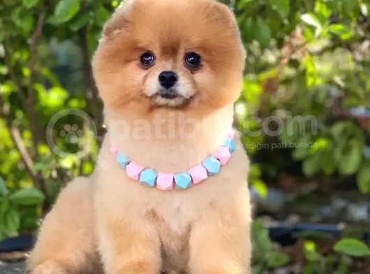2 Yaşında, Full Aşılı Ve Eğitimli Pomeranian Boo Yavrumuz görsel