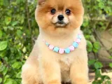 2 Yaşında, Full Aşılı Ve Eğitimli Pomeranian Boo Yavrumuz