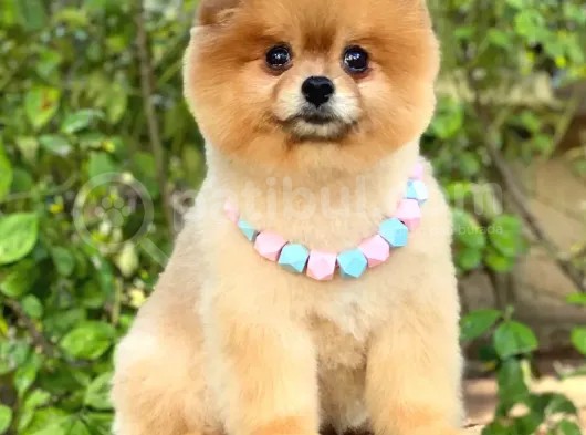 2 Yaşında, Full Aşılı Ve Eğitimli Pomeranian Boo Yavrumuz görsel