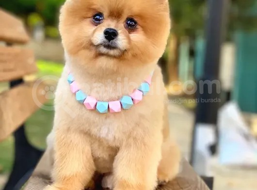 2 Yaşında, Full Aşılı Ve Eğitimli Pomeranian Boo Yavrumuz görsel