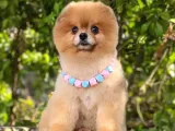 2 Yaşında, Full Aşılı Ve Eğitimli Pomeranian Boo Yavrumuz